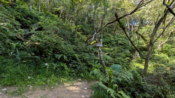 114.06.28內平林山-番子坑山-平湖森林遊樂區之O型2824259