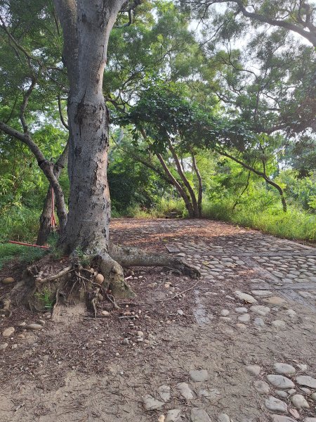 桃源里森林步道+龍鳳谷步道+坑子內山202509062880248