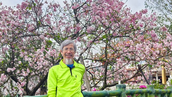 #天元宮 #吉野櫻 #頂湖小鎮 #紫藤 3/283024013