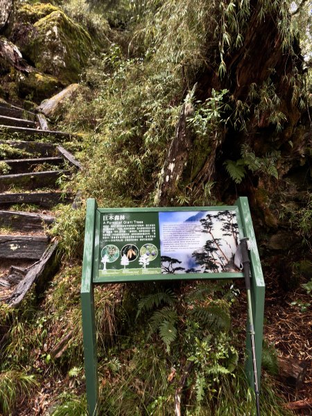 20250110 庫哈諾辛山(進涇橋登山口)2686248