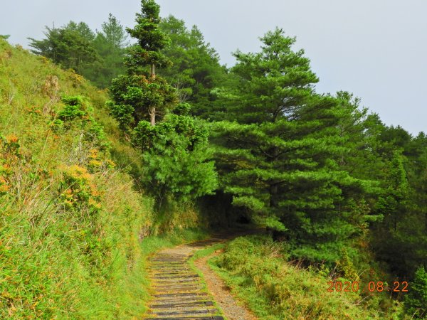 南投 信義 鹿林前山、鹿林山、麟趾山1079396