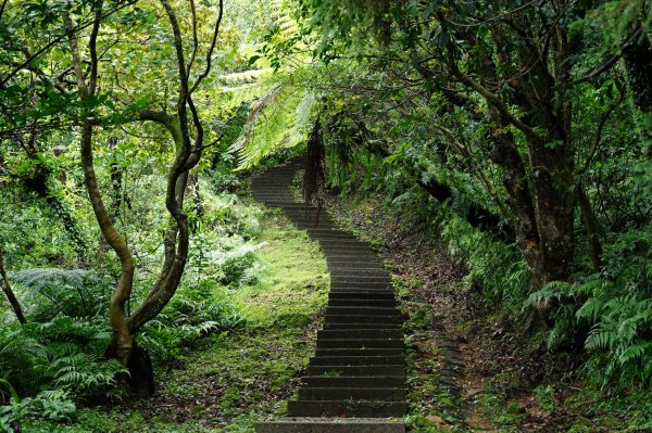 新北 瑞芳 頂子寮山、五分山2615522