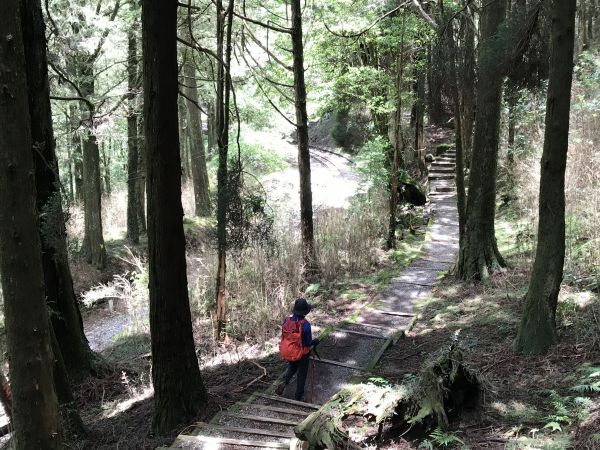 阿里山塔山步道133895