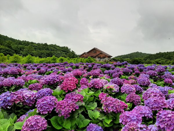 繡球花田繽紛多彩。雲霧飄緲群山間989404