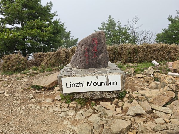 [山海圳_聖山之路_第二段3/4] 2026_0802 麟趾山3109264