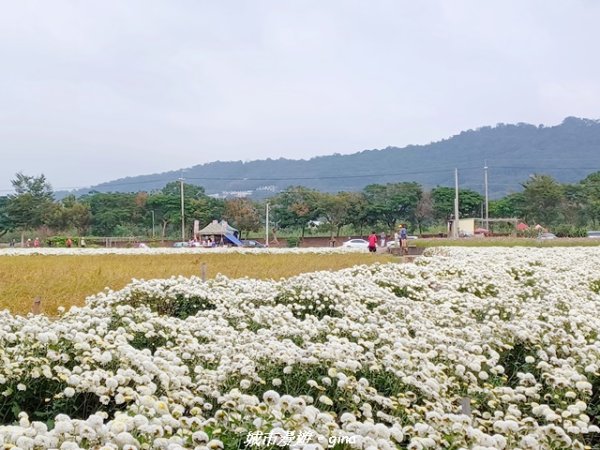 【苗栗】賞花趣~銅鑼杭菊x通霄蒜香藤花廊2945983