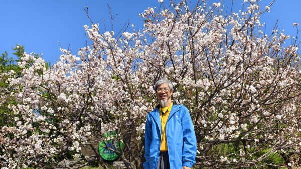 #中山樓 #陽明公園 #十八份 #墨染櫻 #吉野櫻 #唐棉 #小實女貞 #大紅蛺蝶 #夕陽 3/13017023