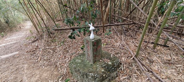 2026/02/08_老銃櫃、、三連埤步道 雙O型2995854