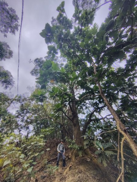 大棟山系南段 水利古道西口 上 竹高崙山 連走 鳥子嶺 坑仔內山 大崖山 下 龍目井農場2953151