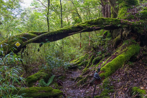 [百岳]中橫特辣白姑大山2625468