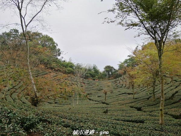 【嘉義。竹崎】山林野宴之步道健行。 奉天岩~大巃頂步道