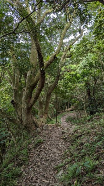 113.06.22坪溪古道-石坑山之旅2533783