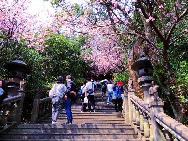 跟著花開去旅行：碧山巖櫻花及大溝溪花海870206