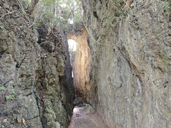 [百山百鳥尋旅-02/15] 2025_0809 社頂自然公園步道2857092