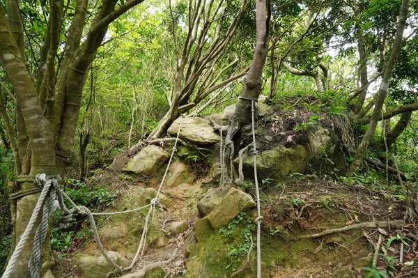 新北 新店 獅仔頭山、粽串尖、大丘田山2804293