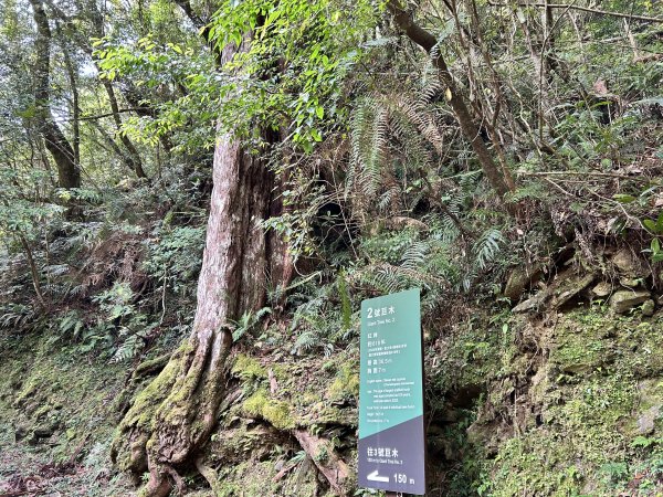 拉拉山神木群3044597
