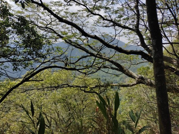 細道邦山-馬那邦山-司令山-大克山森林遊樂區2021.6.121415394