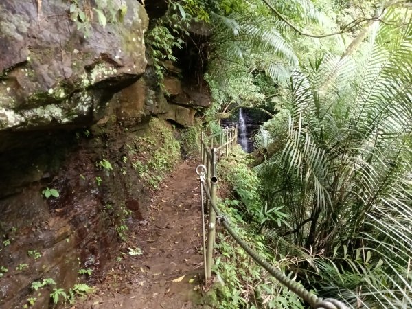 汐止區大尖山櫻花+秀峰瀑布O型3009365