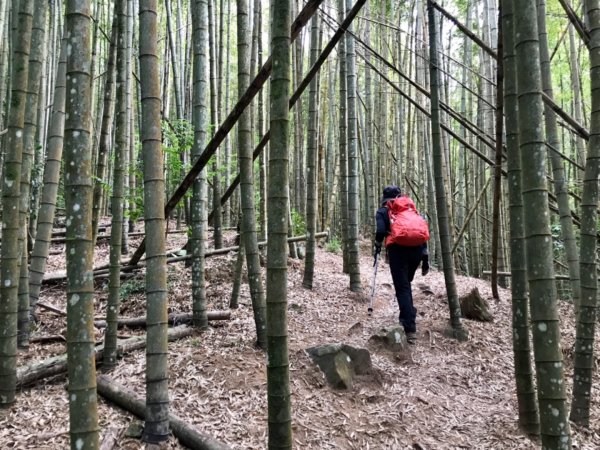 鳶嘴西稜香杉秘境走大崠山458299