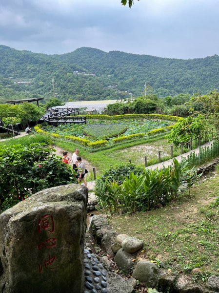 台北 內湖 白石湖吊橋 大崙頭山2138869