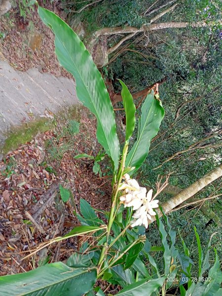 【臺北大縱走4】風櫃嘴→雙溪溝古道→五指山古道→大崙頭山北面步道→許願步道→圓覺寺步道→大溝溪→大湖2469142