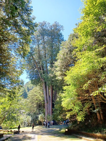 【台中和平】雪山神木步道x小雪山天池步道2933123