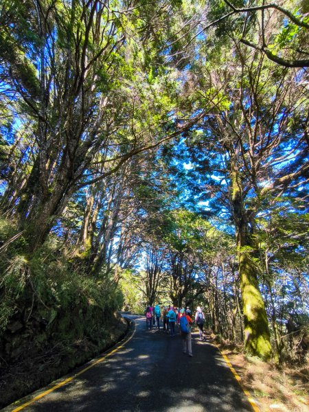 2025-08-24 塔塔加-大鐵杉-鹿林山莊-鹿林前山-鹿林山-黑森林-玉山登山口-上東埔2869080