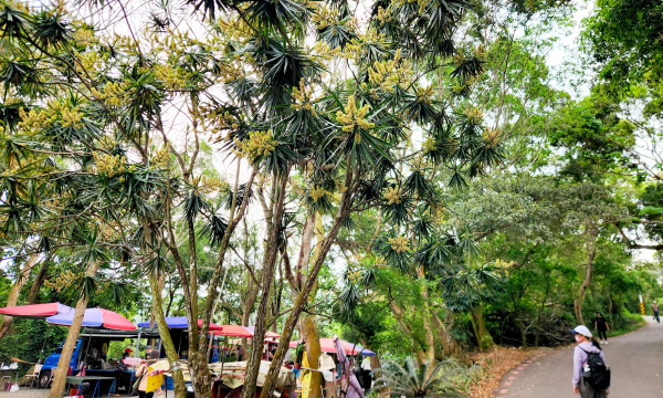 藤山步道，樟普寮山，臥龍坡步道，微熱山丘，大嶺巷步道
