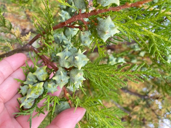 川藏深度之旅33天/A行程2902783