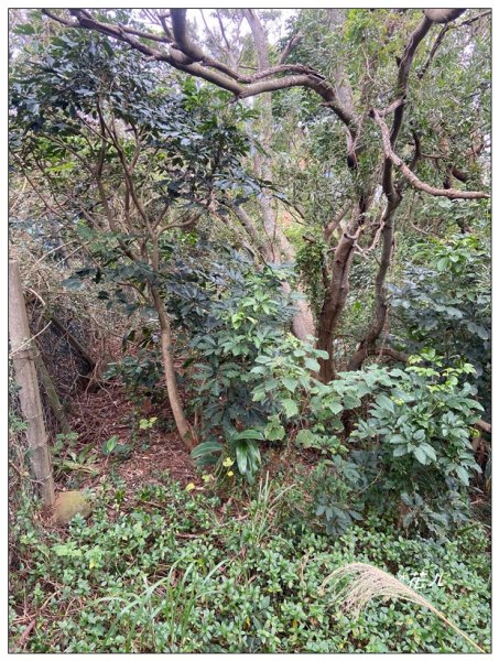 鳳崎落日步道、山腳山2713476