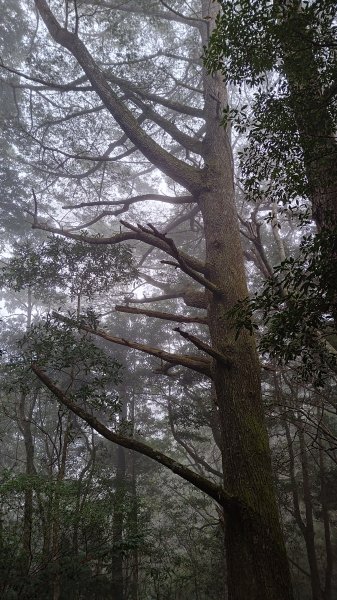 屯野生台山、石麻達山2993157
