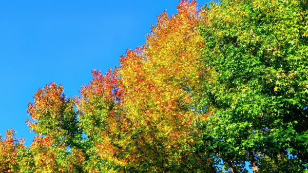 茨城縣出雲大社2929335