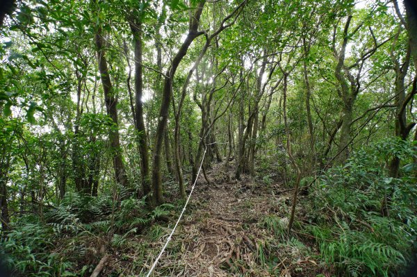 新北 貢寮 大石壁坑山、五酒桶山、龍崗山2980866