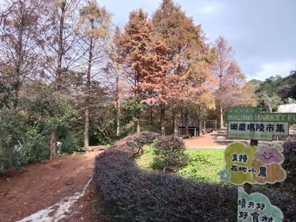 基隆市三層山+湳子大崙+淡基橫斷古道+面桶寮土地公2982259