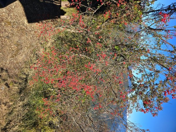 大雪山國家森林遊樂區賞楓／看神木／賞雪白山頭／賞大景2974293