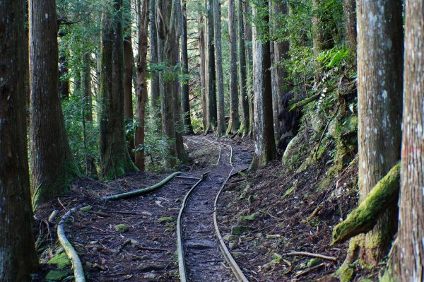 苗栗 南庄 加里山2963395