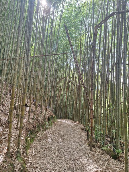 司馬庫斯神木步道順遊司立富瀑布11508023116730