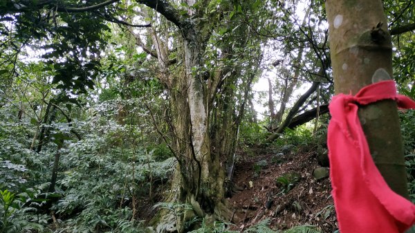 ✅橫斷第四段/橫斷東線-興福寮新稜山徑至向天山南峰 (更新路條112.全段修徑開通)2382468