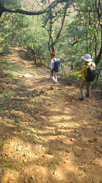 2025-0204 鶯歌_大凍山_三角埔頂山_迴龍2708002