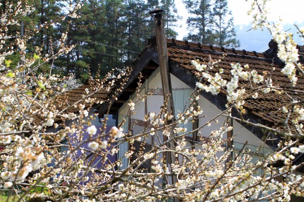 【南投~信義 】牛稠坑賞梅1254949