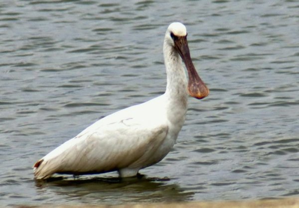 【動物】一度以為是黑琵 白面琵鷺現身蘆竹埤塘 鳥友驚喜