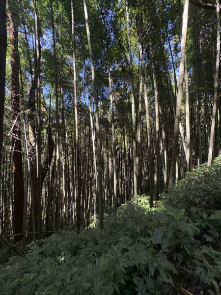 20251004嘉義奮起湖大凍山步道(頂湖)2914912