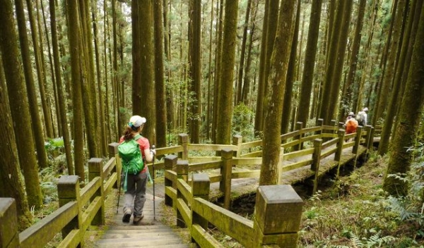 【新聞】阿里山火燒山 緊急封閉公路