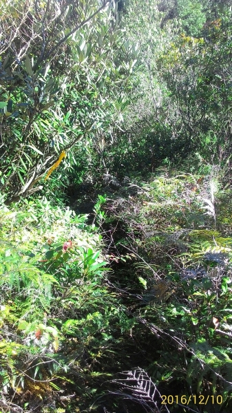 20161210新竹高台山,小中大島田山79296