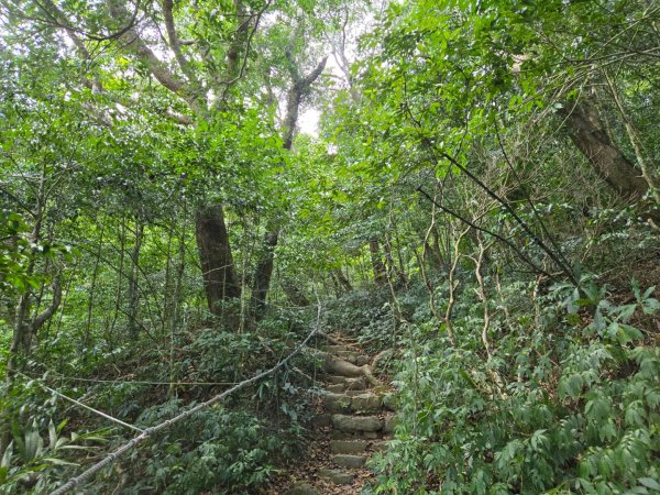里龍山（小百岳）2788739