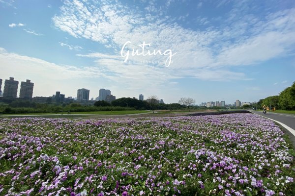 台北｜古亭河濱公園花海｜撰風旅食1654595