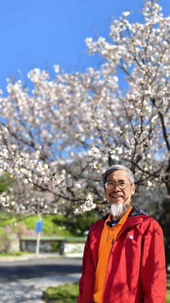 #中山樓 #陽明公園 #十八份 #吉野櫻 #墨染櫻（花葉同開/右側/左側大寒櫻） 3/113013199