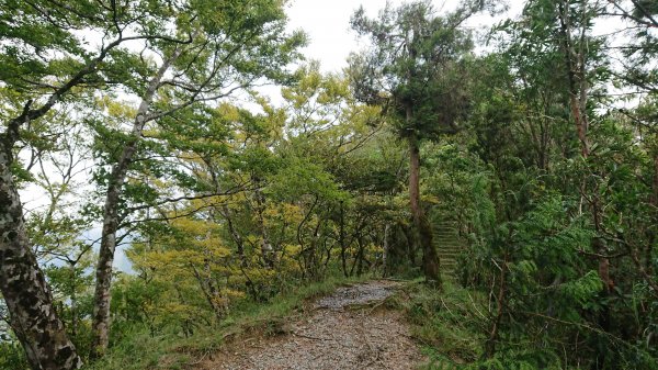 【新聞】太平山台灣山毛櫸步道10月6日~11月11日每周六、日實施翠峰景觀道路動態總量交通管制