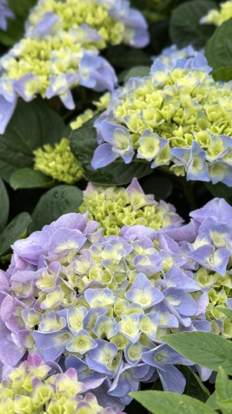 2025台北杜鵑花季｜大安森林公園｜迎曦花丘｜20250307｜峯花雪月2729820