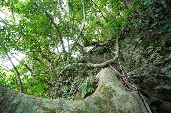 新北 烏來 烏來山、大桶山、四崁水山2829231